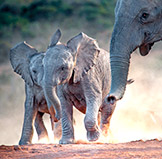 Two elephants calfs playing